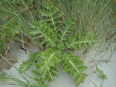 Sonchus grandifolius