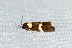 Thallarcha phalarota