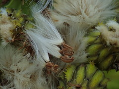 Sonchus grandifolius