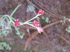 Pseudognaphalium roseum