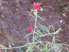 Pseudognaphalium roseum