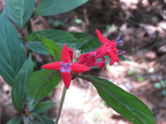 Crusea coccinea