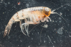 Themisto compressa