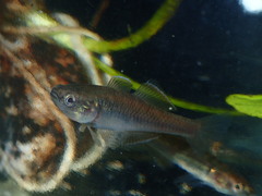 Hypseleotris klunzingeri