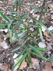 Podocarpus matudae jaliscanus
