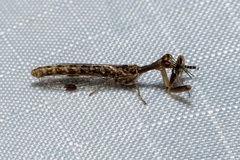 Theristria stigma