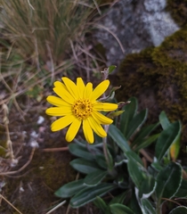 Robinsonecio gerberifolius