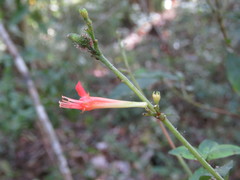 Cuphea appendiculata