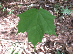 Acer binzayedii