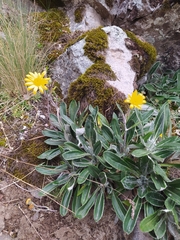 Robinsonecio gerberifolius