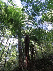 Cyathea costaricensis