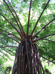 Cyathea costaricensis
