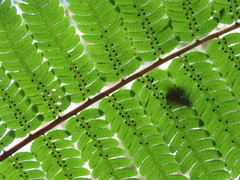 Cyathea costaricensis