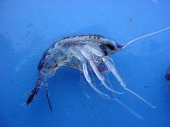 Themisto libellula