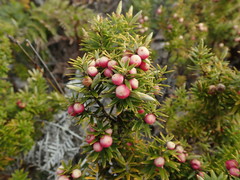 Leptecophylla robusta