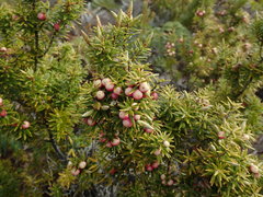 Leptecophylla robusta