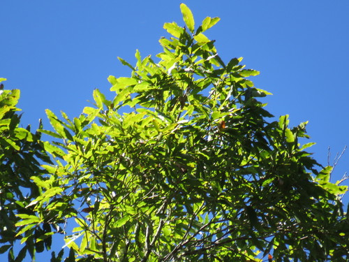 Quercus salicifolia