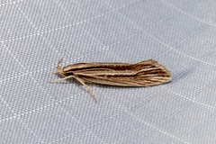 Leptosaces schistopa