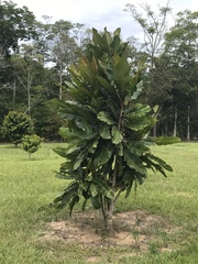 Chrysophyllum imperiale