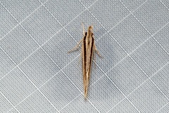 Leptosaces schistopa