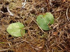 Corybas rotundifolius