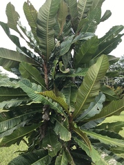 Chrysophyllum imperiale