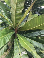 Chrysophyllum imperiale