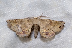 Parepisparis excusata