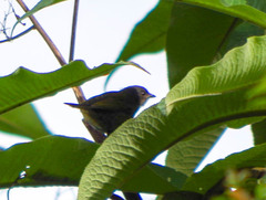 Chlorospingus semifuscus