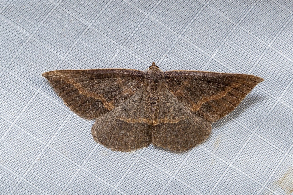 Taxeotis orphnina