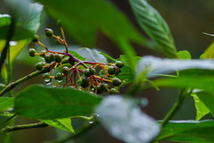 Palicourea anderssoniana