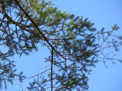 Abies jaliscana