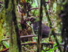 Turdus serranus