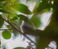 Pachyramphus albogriseus