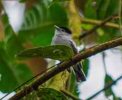 Pachyramphus albogriseus