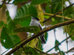Pachyramphus albogriseus