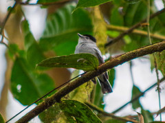 Pachyramphus albogriseus