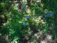 Salvia connivens
