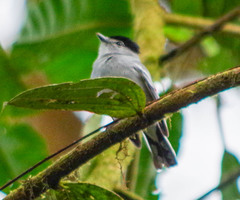 Pachyramphus albogriseus