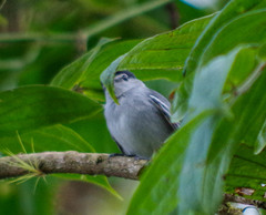 Pachyramphus albogriseus