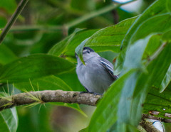 Pachyramphus albogriseus