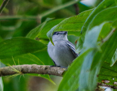 Pachyramphus albogriseus
