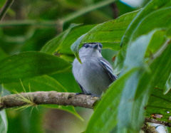 Pachyramphus albogriseus