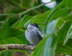 Pachyramphus albogriseus