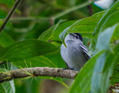 Pachyramphus albogriseus