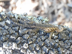 Sceloporus spinosus