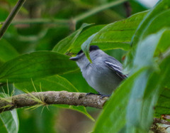 Pachyramphus albogriseus