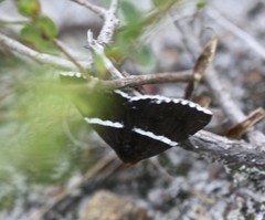 Buzara frontinus