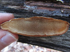 Fuscopostia leucomallella