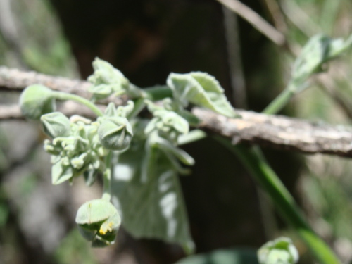 Image of Abutilon reventum by (c) Alexis López Hernández, some rights reserved (CC BY)